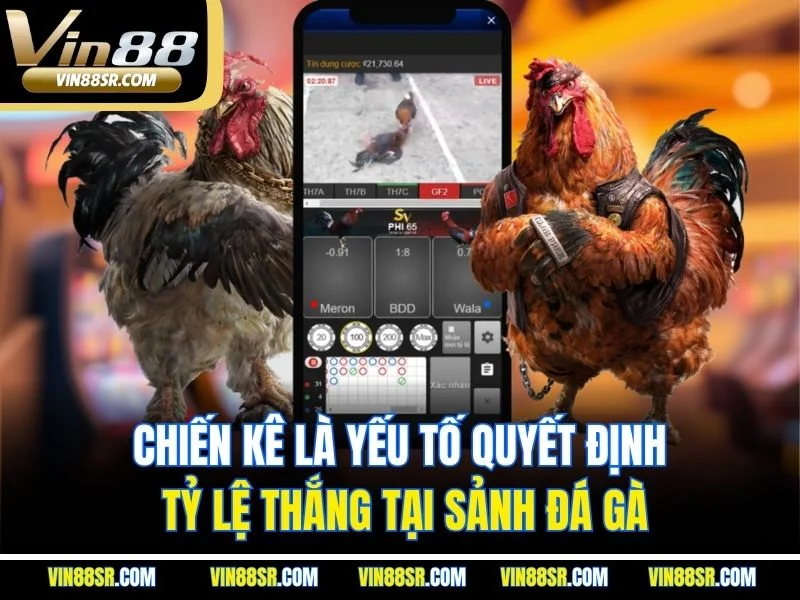 Chiến kê là yếu tố quyết định tỷ lệ thắng tại sảnh đá gà
