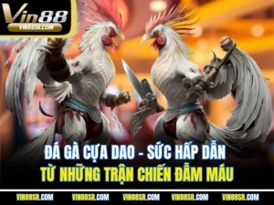 Đá Gà Cựa Dao – Sức Hấp Dẫn Từ Những Trận Chiến Đẫm Máu
