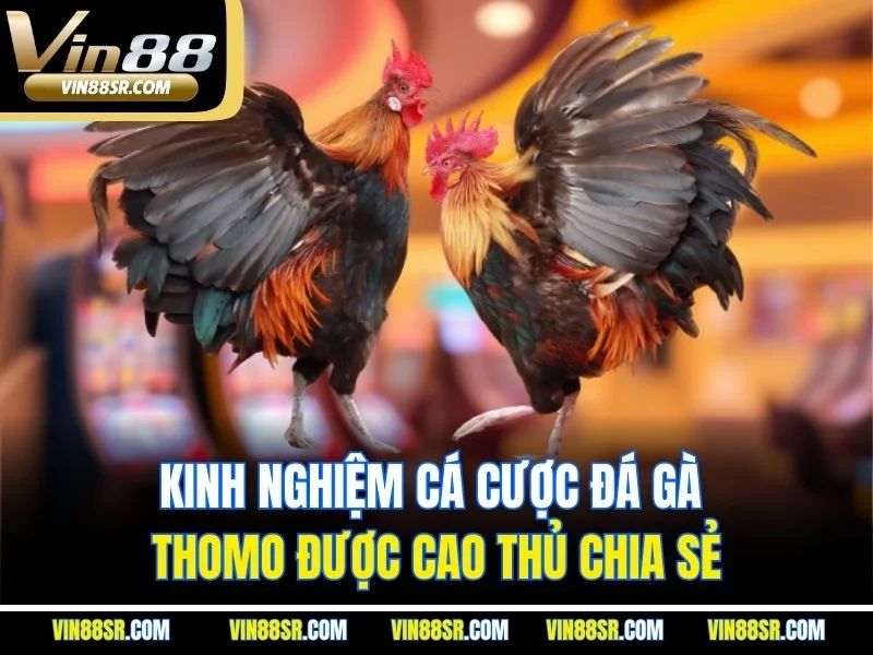 Kinh nghiệm cá cược đá gà Thomo được cao thủ chia sẻ