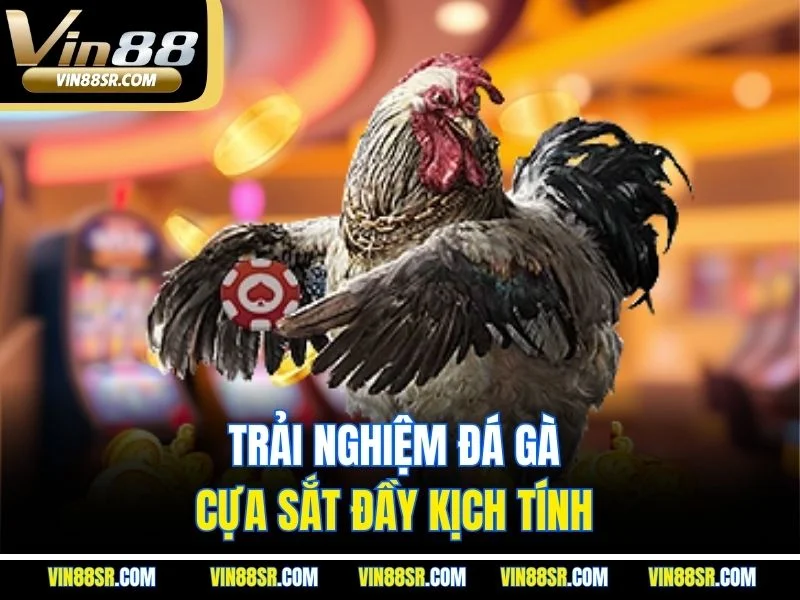 Trải nghiệm đá gà cựa sắt đầy kịch tính 